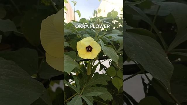 Stunning OKRA Flower #trending #shorts #flowers #okra #yellow