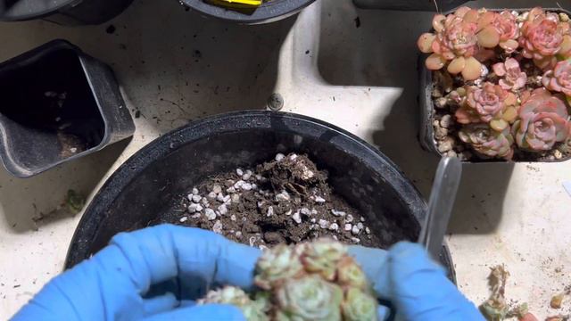 “얼음공주젤리” 하나로 두개 ￼안들기 성공 смотреть онлайн