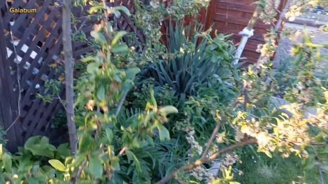 Средство от тли в домашних условиях. @Galabum смотреть онлайн