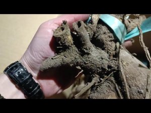 Покупка зимой и первое хранение клубней георгин в погребе. Дачные будни.