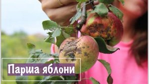Парша яблони первые признаки и как лечить