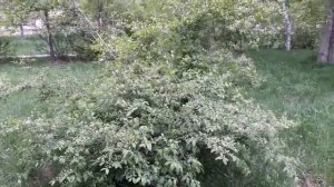 Оказывается ядовитый кустарник-----ужас--- растет у нас под носоом