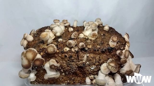 Growing Shiitake Mashrooms in 7 days Time Lapse- 成長するシイタケ タイムラプス смотреть онлайн