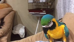 Попугай Ара поёт песню «В Африке горы...»