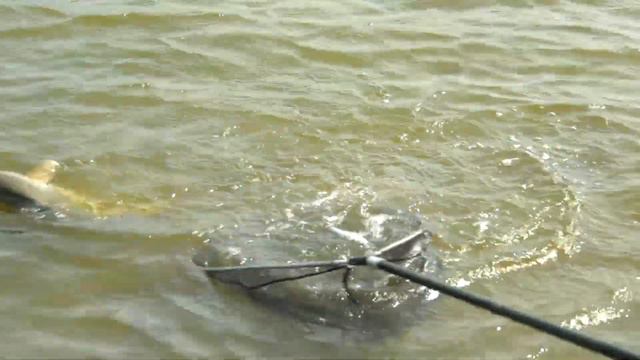 С фидером на карпа. Ставок Возрождение. 2 часть. Утренний клев смотреть онлайн