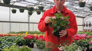 Scented Geraniums