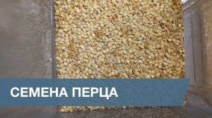 Сортировка Семян Перца / Pepper Seeds Sorting