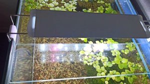 Запуск нового аквариума | Аквариум на 200 литров