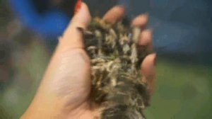 Двухваловый шредер для измельчения биг бэгов