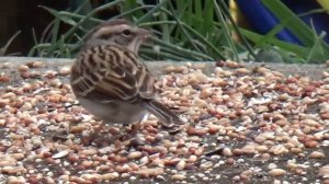 Птицы в дикой природе/  Воробьи
