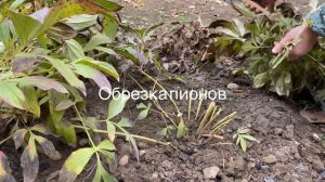 Пионы. Обрезка пионов. Осенние обрезки