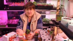 Грубейшая ОШИБКА при ВЫРАЩИВАНИИ КЛУБНИКИ ФРИГО.