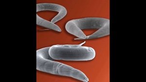 Вот что будет, если ТЫ не будешь МЫТЬ РУКИ