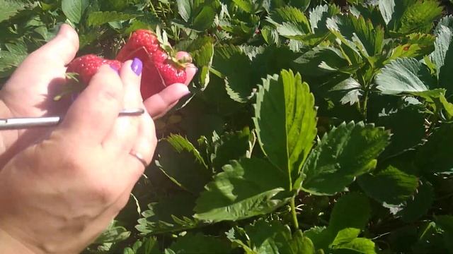 Сбор клубники. Часть 3. 15.06.20г