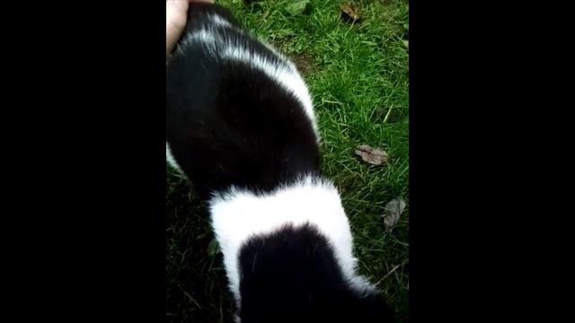 Котик Барсик 3