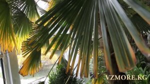 Иссык-Куль! "Кыргызское Взморье" отдых на все 100!