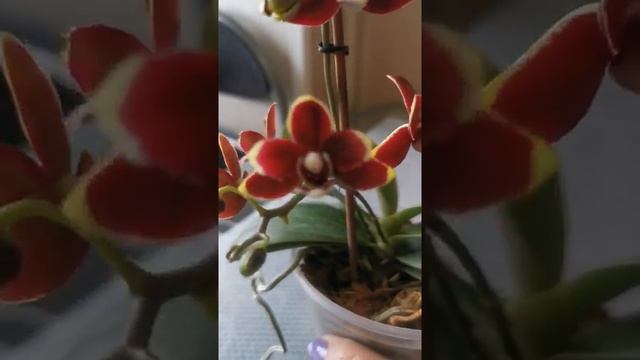 ?Вырастила из детки Тайсуко кобальт и её цветение ? смотреть онлайн