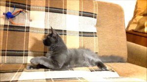 Котенок мейн-кун Magic Forest Georg, 5 месяцев