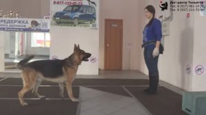 Гудкина Мария и овчарка Грей. Занятие по дрессировке. Тольятти, 7 января 2019.