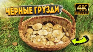 Вот Это УДАЧА! Полный Лес Чёрных Груздей. Лучший Гриб, Для Зимних Заготовок. Lactarius Necator.