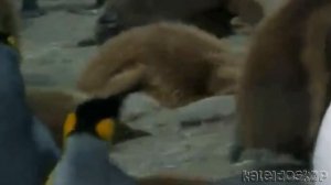 10 Удивительных Фактов о том, как Спят Животные-Разоблачение мифов