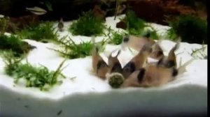 Коридорас панда (Corydoras panda)