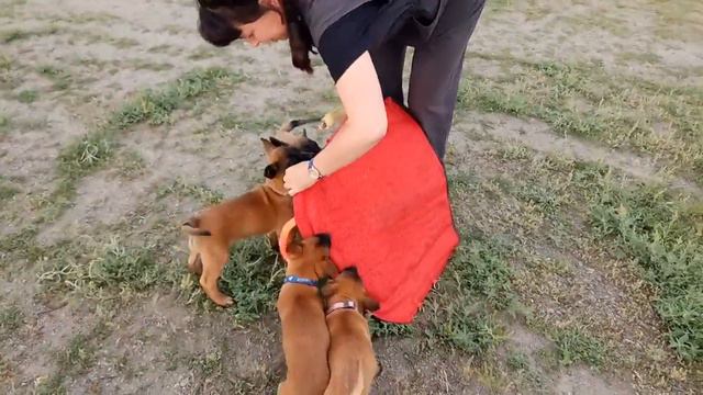 ЩЕНКИ МАЛИНУА 54 ДНЯ . смотреть онлайн