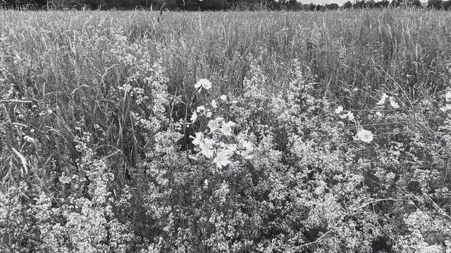 Стих: живая вода смотреть онлайн