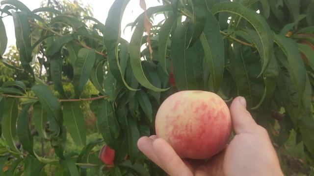 Персик Сочный persikovod.com смотреть онлайн
