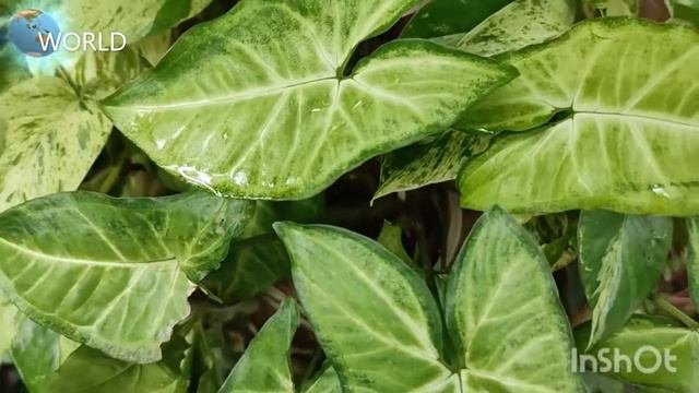 Syngonium Podophyllum Mini Pixie