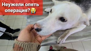 У Дины все сорвалось Луна НИКАК не идет на поправку. Персик радуется прогулкам.