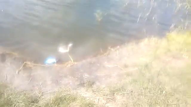 Поймал цаплю на рыбалке вот это улов смотреть онлайн