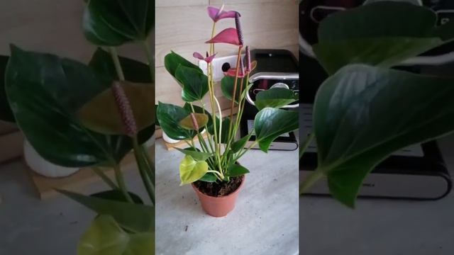 Поездка в ЛЕРУА МЕРЛЕН. ПОКУПКА АНТУРИУМА. С НАСТУПАЮЩИМ 8 МАРТА ВСЕХ ЖЕНЩИН!!! СЧАСТЬЯ И ВСЕХ БЛАГ смотреть онлайн