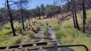 2023-08-06. Олений питомник. Ростовская область.