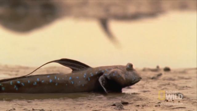 Илистые прыгуны (лат. Periophthalmus) смотреть онлайн