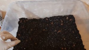 Грунт для флорариума #грунтдляфлорариума #флорариум #florarium #植物标本室