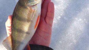 Зимняя рыбалка 🎣 База отдыха «Астаховская Долина»