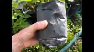 Как развиваются саженцы малины в пакетах с фальцами