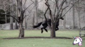 Клип про лошадей с: