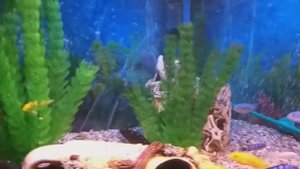Африканские цихлиды, African cichlids.