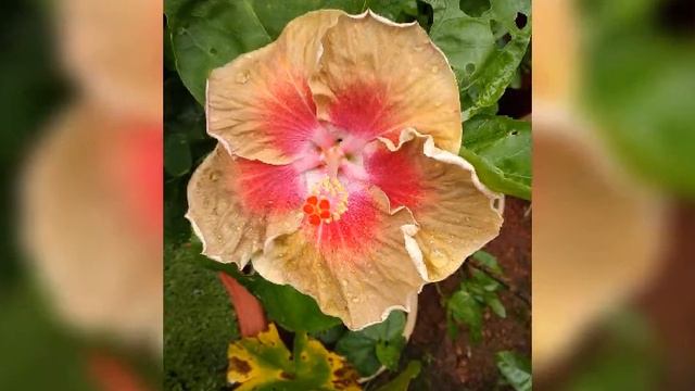 My American and Taiwan variety hibiscus collection. смотреть онлайн