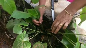 Anthurium plant care in different method. Reuse of moolod.