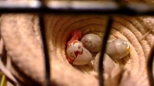 Канарейки Птенец оранжевых канареек вылезает 20 мин. ему 29 января 2017 г.