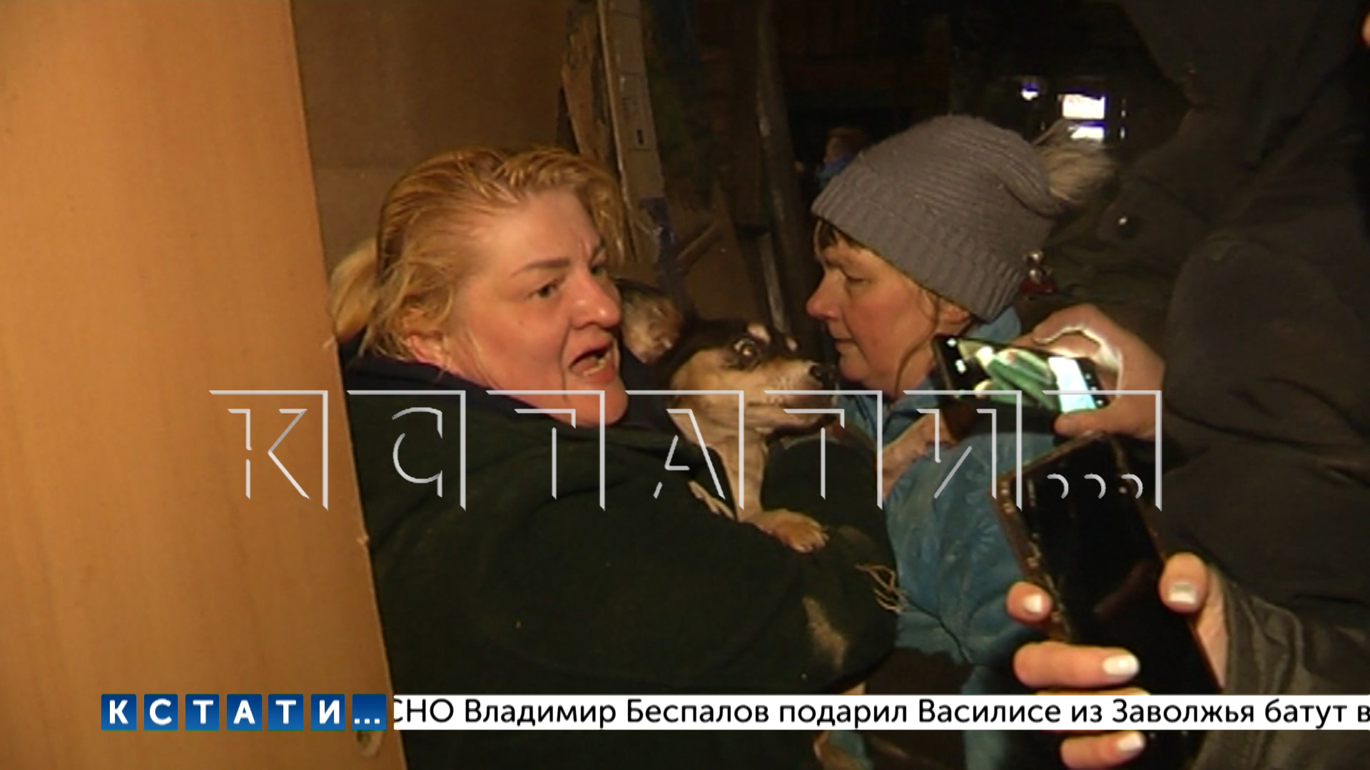Истощённых собак силой отбирают зоозащитники у хозяйки нелегального приюта, где страдают животныe