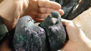 НИКОЛАЕВСКИЕ ГОЛУБИ МРАМОРНЫЕ ПАРОВКА. KOLOROWE GOŁĘBIE U RADIKA.