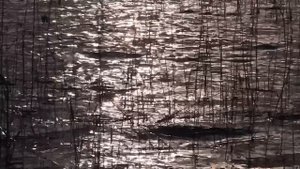 Живых всё меньше...