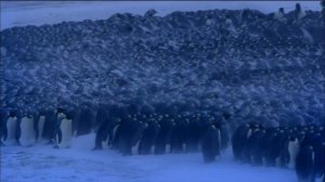 Императорский пингвин. Самый величественный пингвин на планете