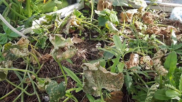 Дача Сад Здоровье 3.10 23(1) смотреть онлайн