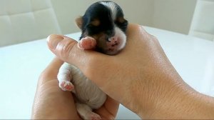 Собаки породы Бивер-йорк, щенки пьют молоко,