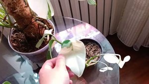 Монстера Альба спустя год после черенкования